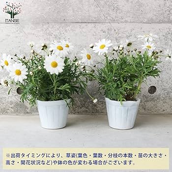 ☆53 【ご依頼品】マーガレット様 楽天市場】□Fancy Margaret（ファンシー